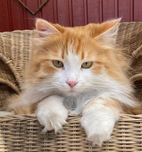 Sibirisk katt Verdi